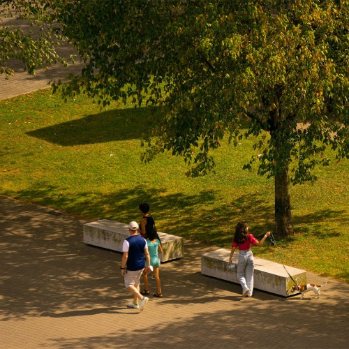 a group of people walking on a path by a tree