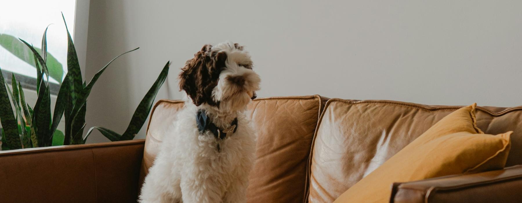 a dog sitting on a couch